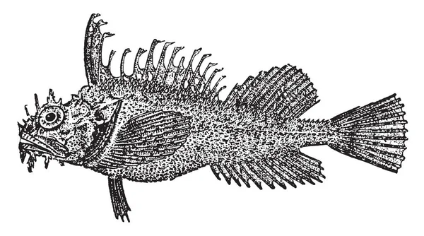 Sea Raven Bottom Dwelling Fish Vintage Line Drawing Engraving Illustration — Stock Vector