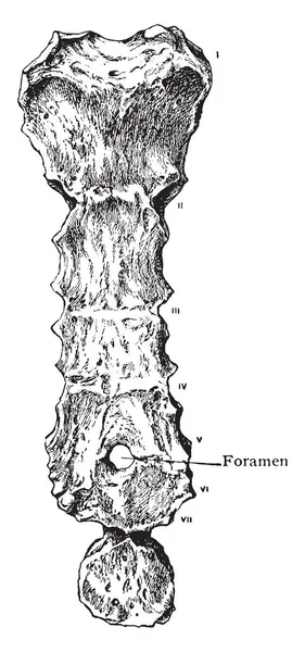 Esta Ilustración Representa Sternum Mostrando Foramen Dibujo Línea Vintage Ilustración — Archivo Imágenes Vectoriales