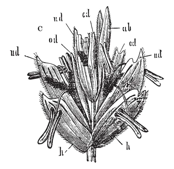 Obrázek Květu Pšenice Představení Jsou Pikelet Pšenice Vintage Kreslení Čar — Stockový vektor