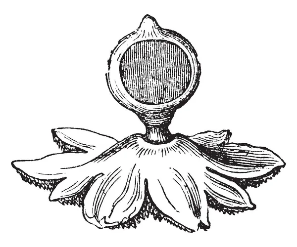 Earthstar 蘑菇的图像 在干燥的天气 将干燥和卷曲周围的软孢子囊 保护它 复古线绘制或雕刻插图 — 图库矢量图片