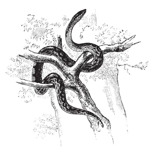 環状のボア ボア科ボア ビンテージの線描画や彫刻イラスト族の非毒ヘビ — ストックベクタ