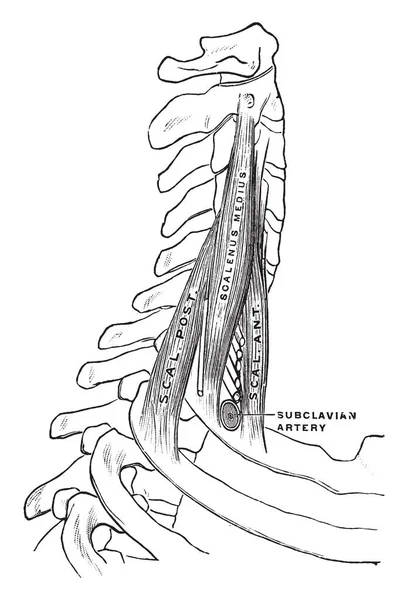 Cette Illustration Représente Scaleni Muscles Dessin Ligne Vintage Illustration Gravure — Image vectorielle