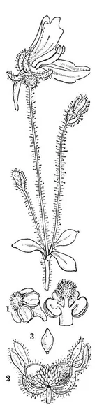 この写真は茎芽 花やビンテージの線描画彫刻イラストに種子を見せています — ストックベクタ