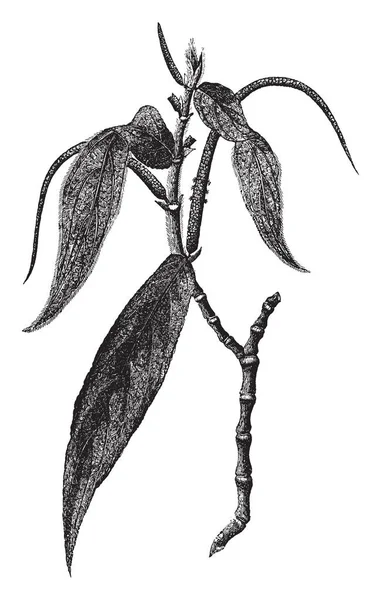 ペルーの Matico として知られているパイパー Aduncum 唐辛子作物 の画像はまた Artanthe Elongata ビンテージの線描画や彫刻イラストとしてよく知られていると — ストックベクタ