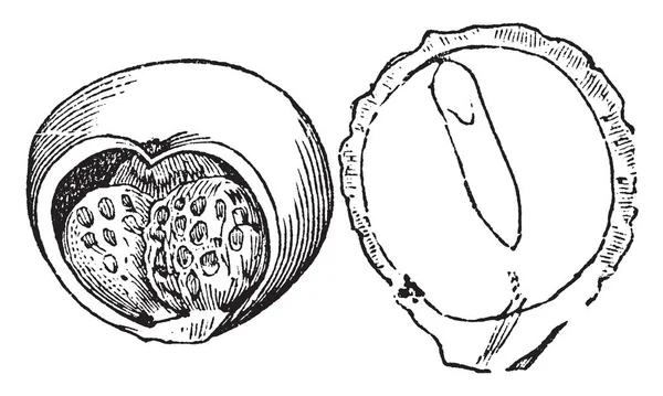图片显示野生阿鲁姆水果 里面有一些种子 第二张图片显示水果的外部部分 复古线画或雕刻插图 — 图库矢量图片