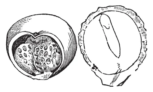 Imagen Muestra Fruta Arum Silvestre Dentro Allí Algunas Semillas Segunda — Archivo Imágenes Vectoriales