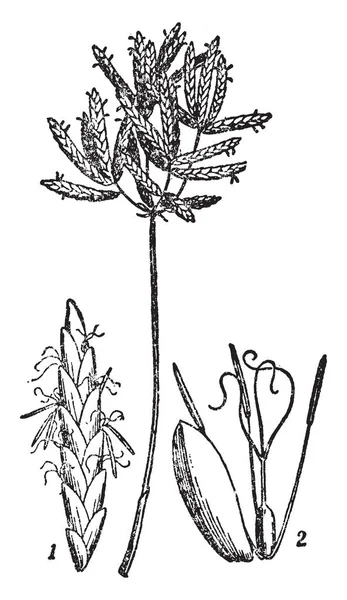 香是中国发现的一种小型植物 它是由一个单一的茎 有较小的 极长的 薄的绿叶 锥形到一个点 复古线画或雕刻插图 — 图库矢量图片