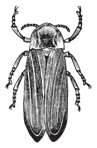 常见的萤火虫是萤火虫 复古线条画或雕刻插图中的一种甲虫 — 图库矢量图片