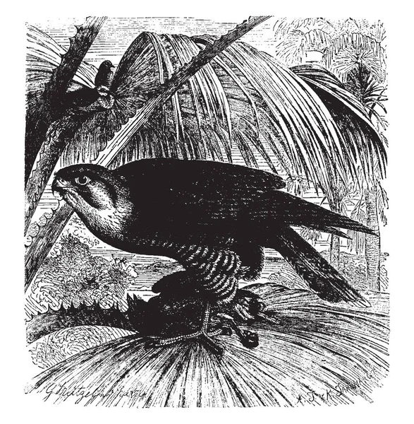 Questa Illustrazione Rappresenta Red Necked Falcon Turumdi Disegno Linee Vintage — Vettoriale Stock