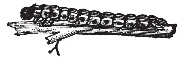 Looper Caterpillar Pełnej Długości Vintage Rysowania Linii Lub Grawerowanie Ilustracja — Wektor stockowy