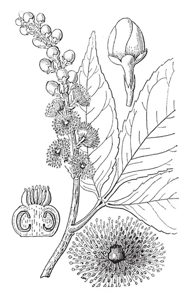 图片显示了 Anthodiscus Trifoliatus 的不同部分 零件是花 花蕾并且一个垂直的部分雌蕊 复古线图画或雕刻例证 — 图库矢量图片