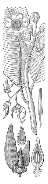 ภาพน แสดงส วนต ของต Azobe นแสดงใบไม ดอกไม ตาแกน ผลไม สาขาและล — ภาพเวกเตอร์สต็อก