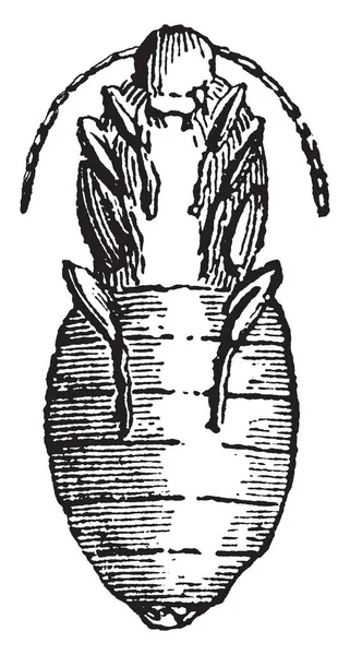 Pupa Sitaris Humeralis Donde Segunda Etapa Larva Dura Semanas Dibujo — Vector de stock