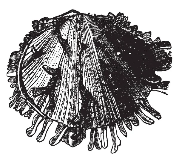 Spondylus Gaederopus Que Las Válvulas Son Desiguales Dibujo Línea Vintage — Archivo Imágenes Vectoriales