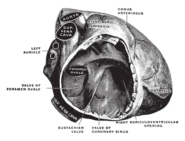 この図は 胎児の心臓 ビンテージの線描画や彫刻イラスト — ストックベクタ