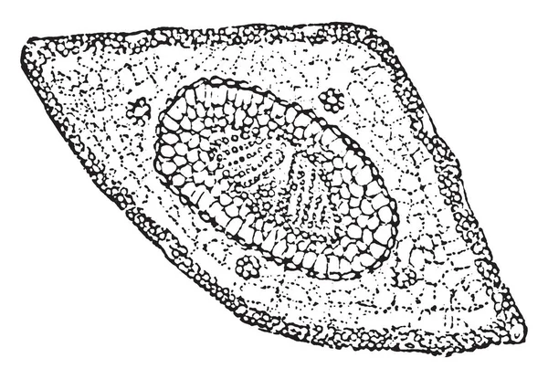 Esto Longleaf Pine Generan Cuatro Células Nuevas Alrededor Célula Central — Archivo Imágenes Vectoriales