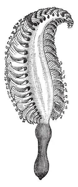 Pennatula 其组成的捆绑在每个息肉的花萼 复古线画或雕刻插图 — 图库矢量图片