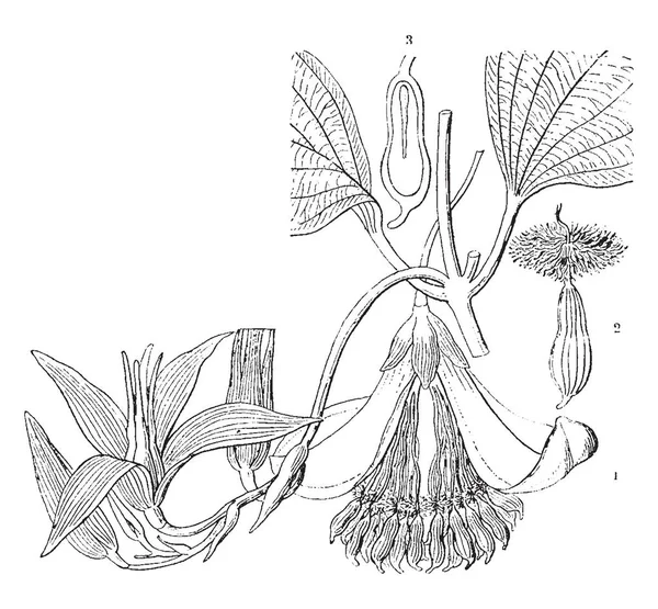 一幅画 Roxburghia 这张照片 显示花 零件水果 复古线画或雕刻插图 — 图库矢量图片