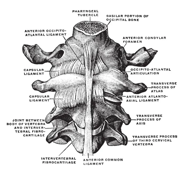 ภาพน แสดงให งกระด Occipital และ Cervical Vertebrae ภาพวาดเส นเทจหร อการแกะสล — ภาพเวกเตอร์สต็อก