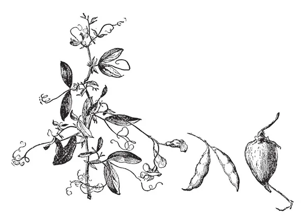 Рисунок Показывающий Арахисовое Растение Которое Является Видом Семейства Легум Бобов — стоковый вектор