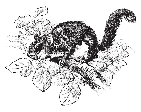 Amerikaanse Crinitus Een Kleine Knaagdier Uit Familie Van Eekhoorns Eekhoorns — Stockvector
