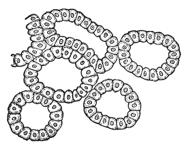 Tento Obrázek Představuje Alveolů Slzné Žlázy Vintage Kreslení Čar Nebo — Stockový vektor
