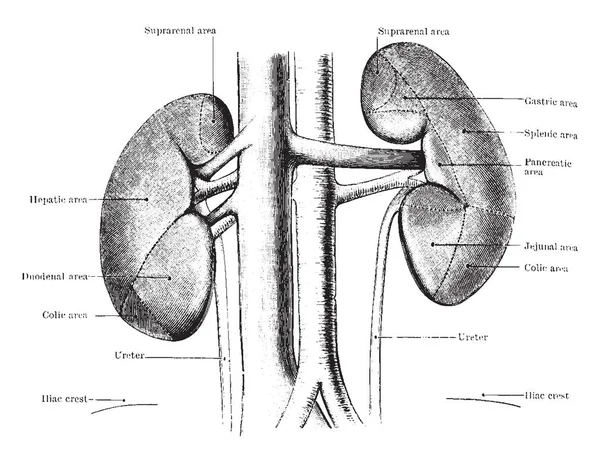 この図は正面から腎臓を表します ビンテージ ライン描画または彫刻の図 — ストックベクタ