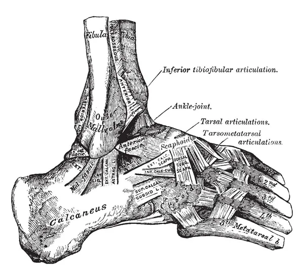 この図は 足関節 ビンテージの線描画や彫刻図の外部ビューを表します — ストックベクタ