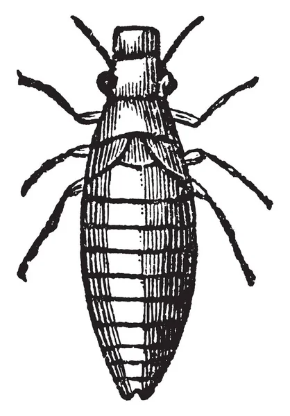 Larva Aphrophora Altı Bacaklı Grub Vintage Çizgi Çizme Veya Oyma — Stok Vektör