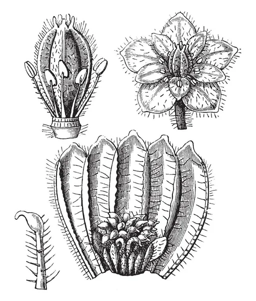 マウス 耳ハコベの花のイメージです この図では 雌しべ 雄しべ 胚珠の起源を示すすべての花部分が毛深い ビンテージの線描画や彫刻イラスト — ストックベクタ