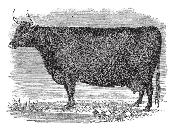 德文郡牛是一个古老的品种的牛从南西英国郡德文郡 复古线画或雕刻插图 — 图库矢量图片