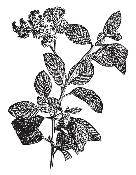 Heliotropium Genus Flowering Plants Borage Family Seeds Poisonous Vintage Line — Stock Vector