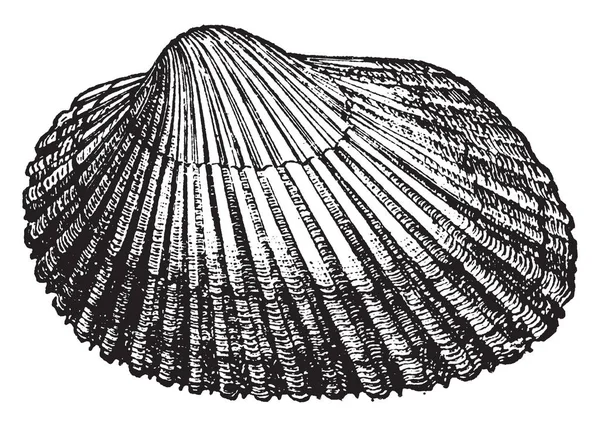 Arca Transversa Comune Guscio Replicato Della Costa Atlantica Disegno Linee — Vettoriale Stock