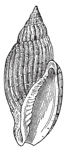 Voluta Delessertii Talált Magas Száraz Balra Visszavonuló Dagály Vintage Vonalas — Stock Vector