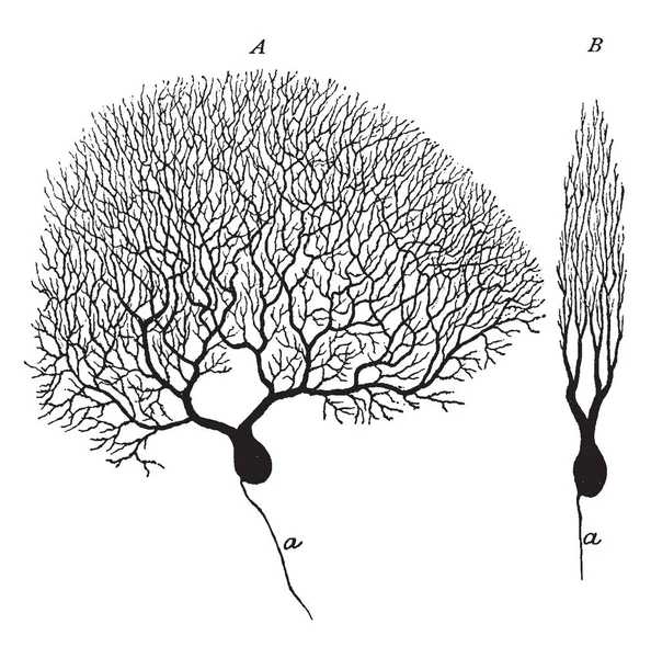 Due Cellule Purkinje Preparazione Argento Della Corteccia Cerebellare Disegno Linea — Vettoriale Stock