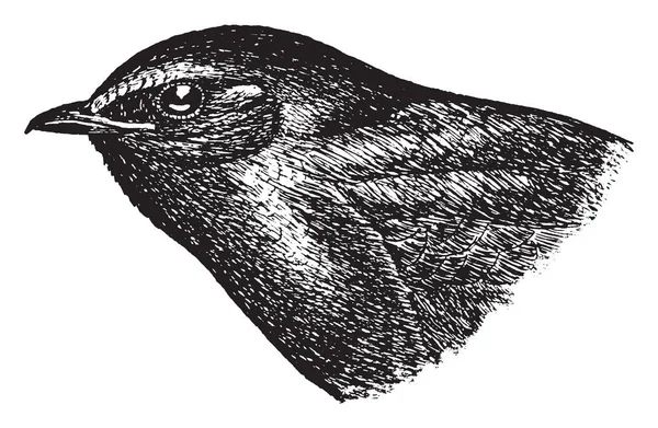 Maschio Purple Martin Più Grande Rondine Nordamericana Lunghezza Disegno Linee — Vettoriale Stock