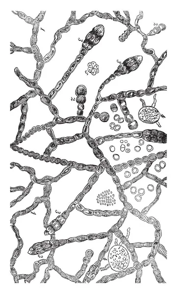 Une Image Montrant Les Étapes Croissance Des Champignons Dessin Ligne — Image vectorielle