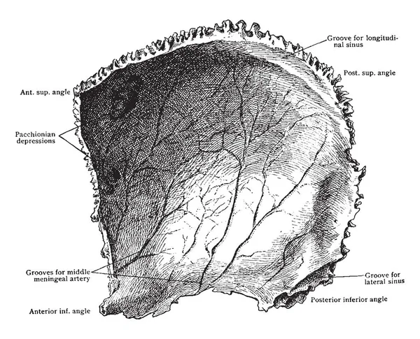 Esta Ilustración Representa Superficie Interna Del Hueso Parietal Dibujo Líneas — Archivo Imágenes Vectoriales