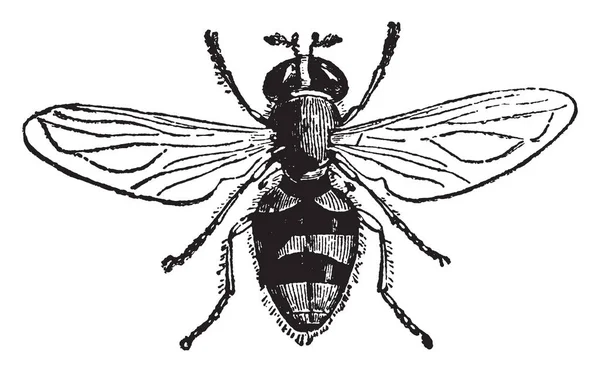 Species Volucella Genere Mosche Volanti Dal Corpo Largo Drammatico Illustrazione — Vettoriale Stock