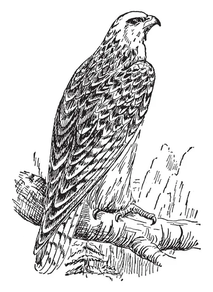 Gyrfalcon Más Grande Las Especies Halcones Dibujo Línea Vintage Ilustración — Vector de stock