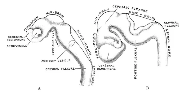 Esta Ilustração Representa Desenvolvimento Cérebro Humano Desenho Linha Vintage Ilustração — Vetor de Stock