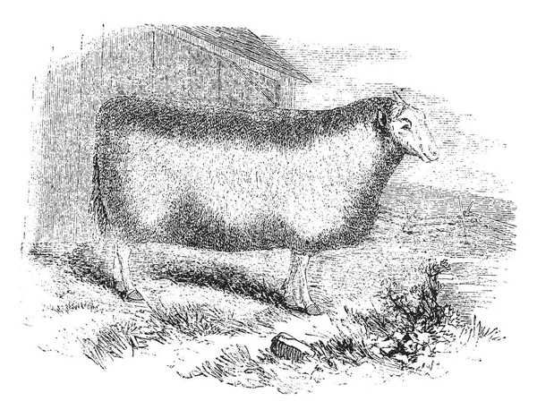 Ilustracja Przedstawia Mounton Flandrin Ewe Vintage Rysowania Linii Lub Grawerowanie — Wektor stockowy