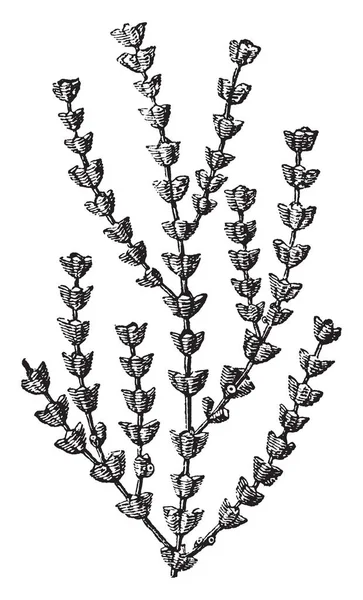 这个插图代表了 Gorgonia Verticellata 的放大部分 复古线图或雕刻插图 — 图库矢量图片