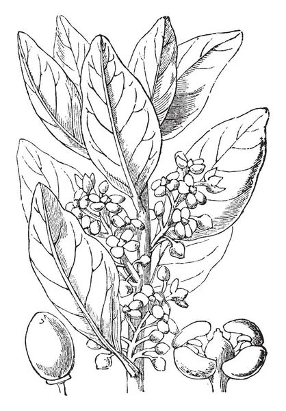 这是一个模拟橄榄的形象 有果子和花能看见 果为椭圆形 复古线画或雕刻插图 — 图库矢量图片
