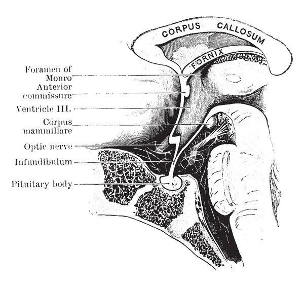 Раздел Mesial Через Область Гипофиза Ребенка Двенадцати Месяцев Рисунок Винтажной — стоковый вектор