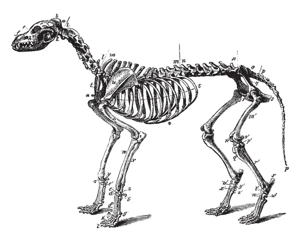 Esqueleto Perro Que Están Presentes Occipital Parietal Dibujo Línea Vintage — Archivo Imágenes Vectoriales