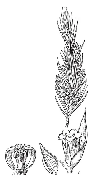 Картина Має Квітку Дракофілум Скопаріум Сепаль Насіння Насіннєві Судини Вінтажний — стоковий вектор