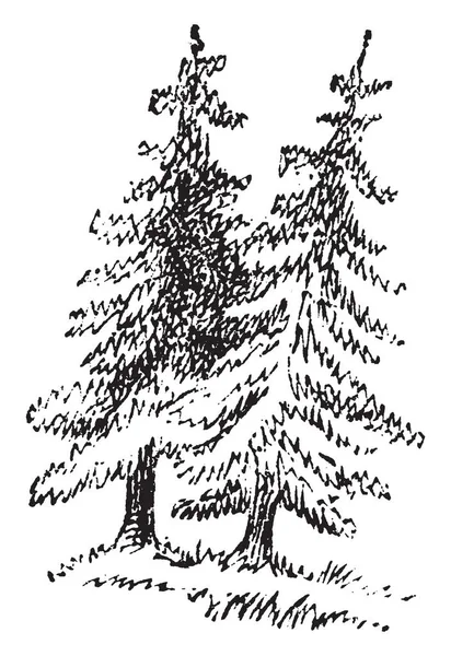 Two Fir Trees Vintage Line Drawing Engraving Illustration — Stock Vector