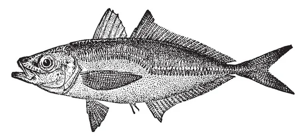大西洋あじサバ科魚類イケカツオ家族 ビンテージの線画 彫刻イラストの種であります — ストックベクタ