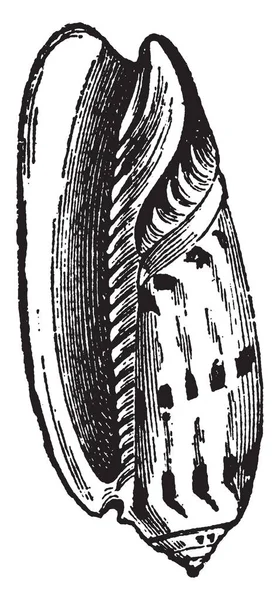 Oliva Erythrostoma Genoemd Van Zijn Gelijkenis Vorm Aan Olijf Vintage — Stockvector